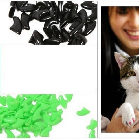 Pet Accessories
