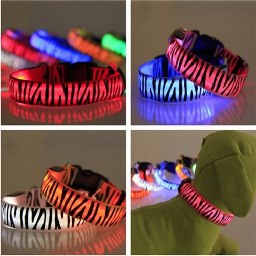 LED Collar Night Lighted Up Zebra Nylon